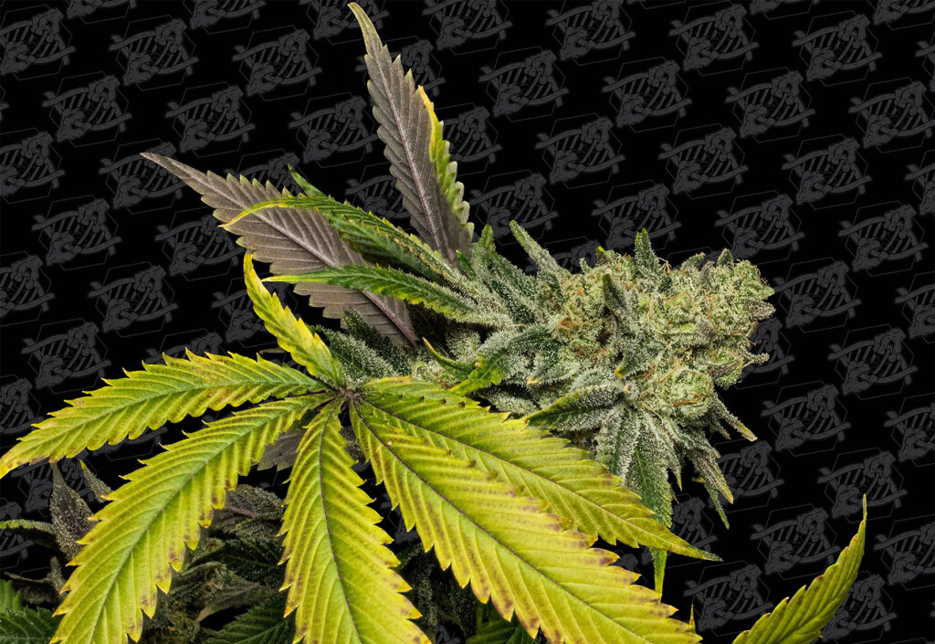 ed-forage-necro-tester-150dpi-cropped