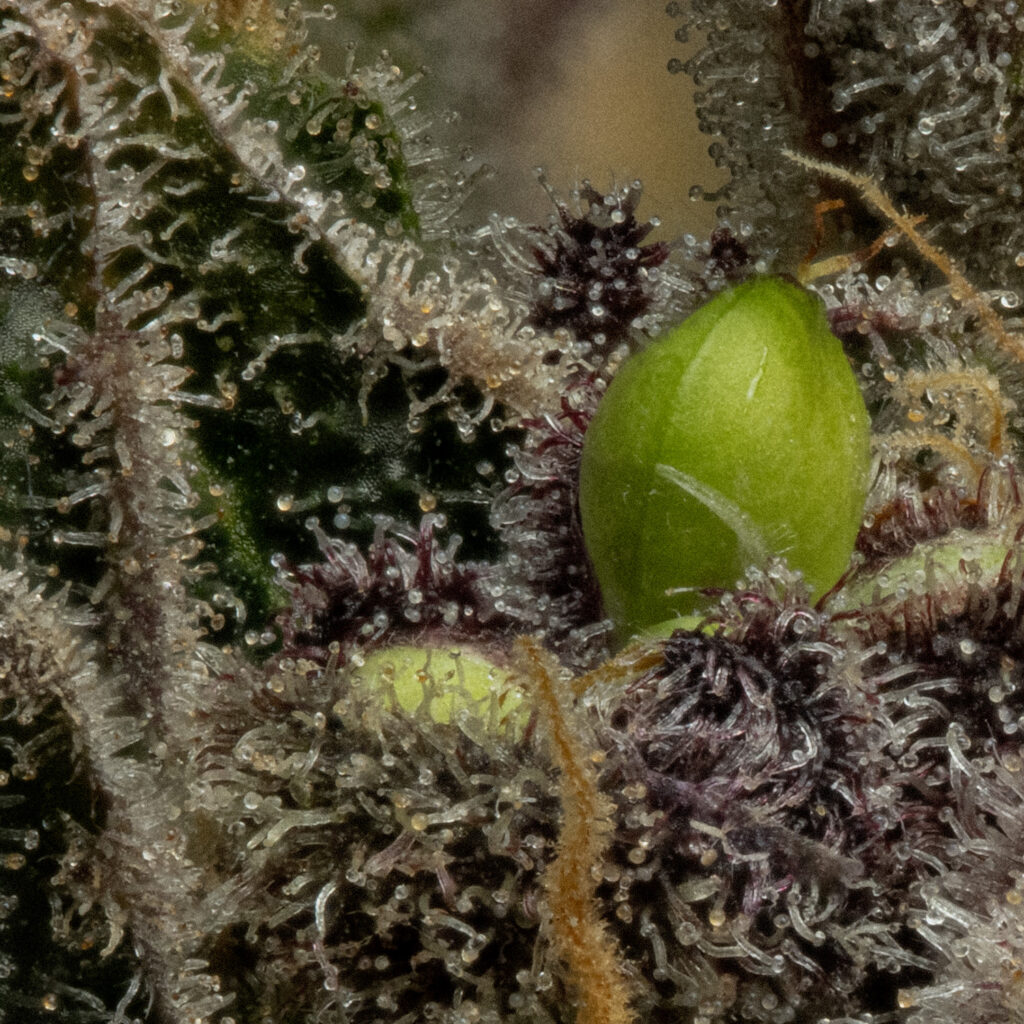 Cannabis Green Seed