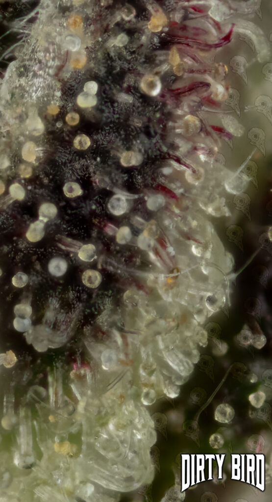 Cannabis Cloudy Amber Trichomes