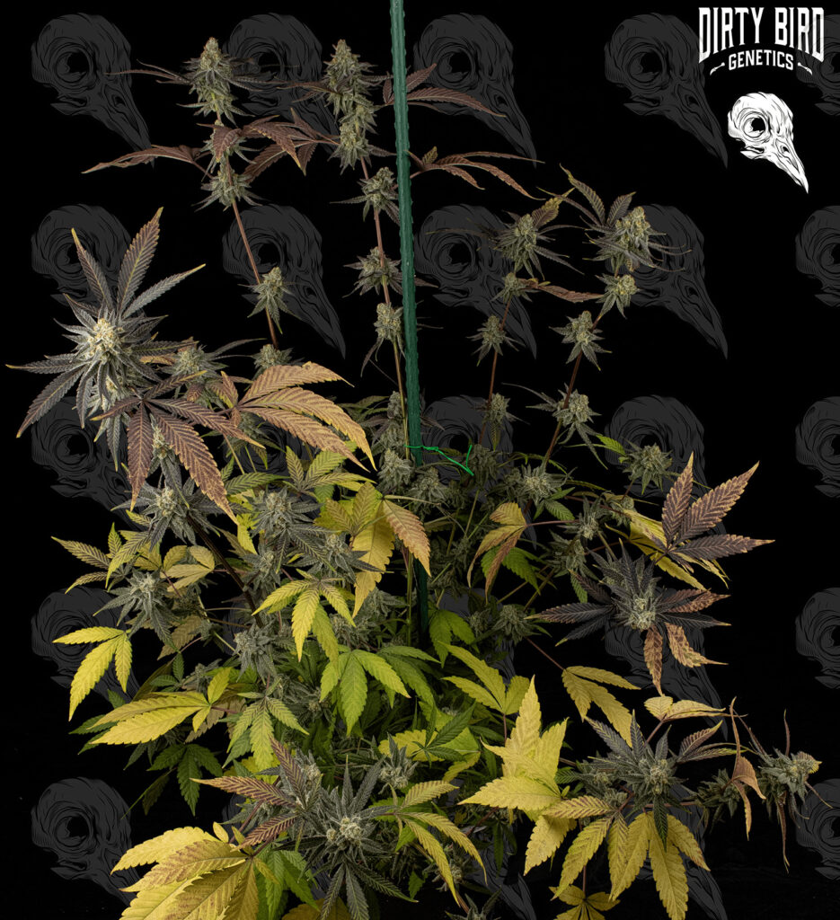 Cannabis Flowering Stage