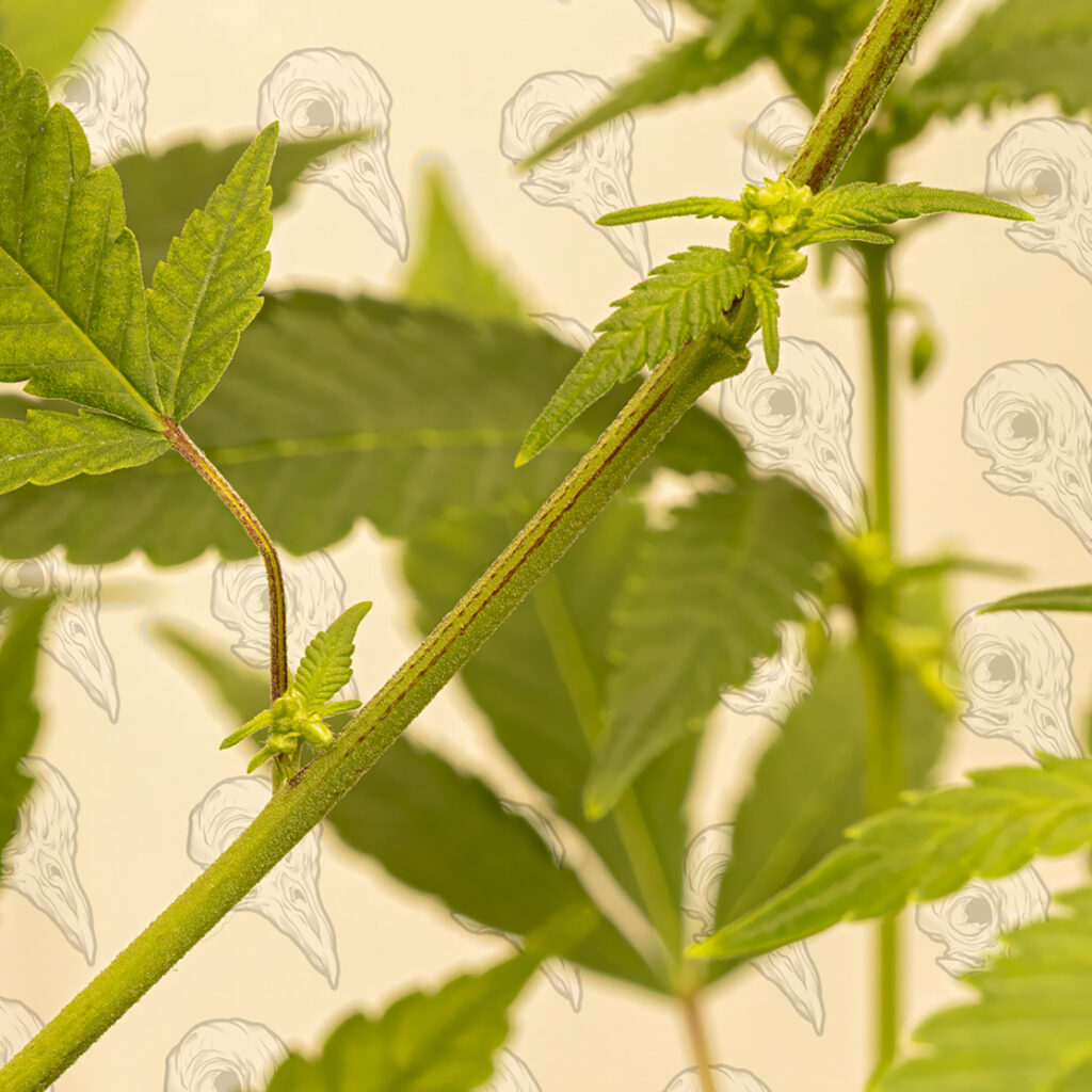 Cannabis Male Anthers