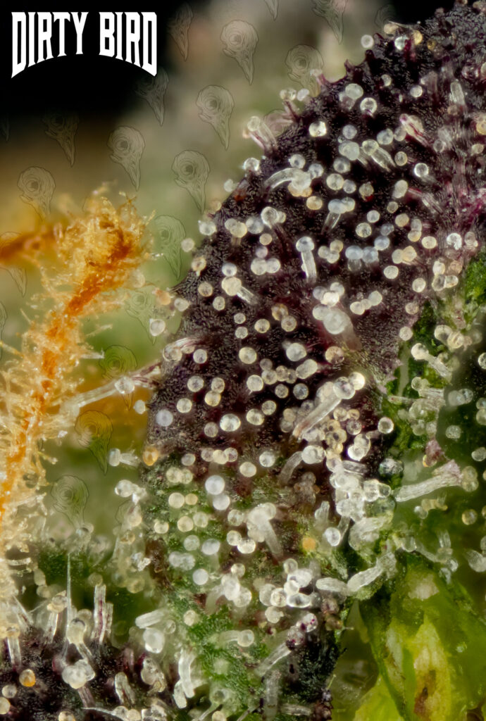 Cannabis Trichomes Normal to Late